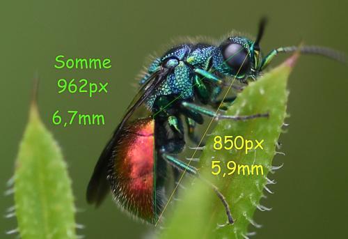 Pseudomalus triangulifer